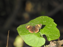 Heliophorus