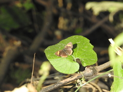 Heliophorus