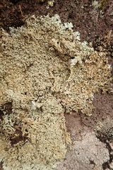 Arctoparmelia centrifuga