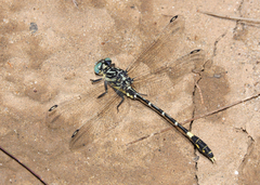 Austrogomphus cornutus