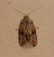 Etanna breviuscula