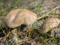 Suillus variegatus