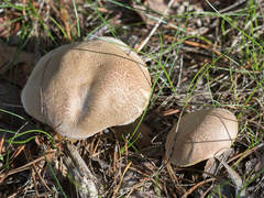 Suillus variegatus