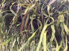 Pyrrosia longifolia