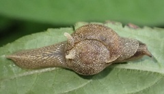 Helicarioninae