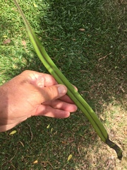 Pyrrosia longifolia