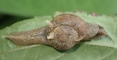 Helicarioninae