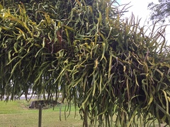 Pyrrosia longifolia
