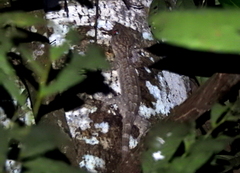 Gekko albofasciolatus