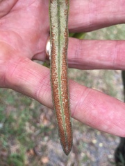 Pyrrosia longifolia