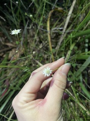 Actinotus minor