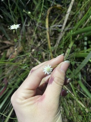 Actinotus minor