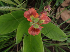 Eriosema distinctum