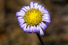 Brachyscome spathulata