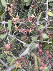 Gloveria integrifolia