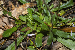 Brachyscome spathulata