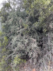 Gloveria integrifolia