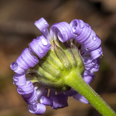 Brachyscome spathulata