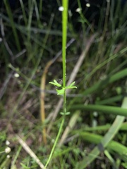 Actinotus minor