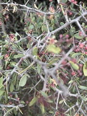 Gloveria integrifolia