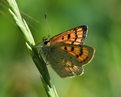 Lycaena