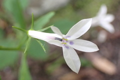Lobelia pubescens