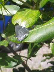 Eirmocides absimilis