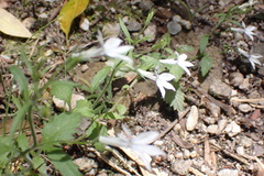 Lobelia pubescens
