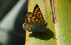 Lycaena