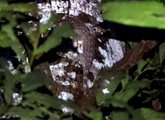 Gekko albofasciolatus