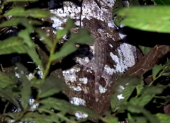 Gekko albofasciolatus