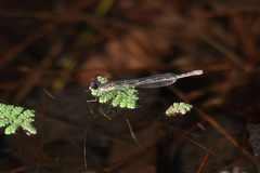 Austrocnemis maccullochi