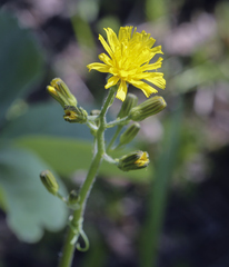 Crepis praemorsa