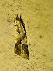 Euphona euphona