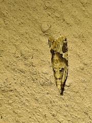 Euphona euphona