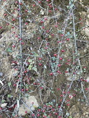 Cotoneaster adpressus