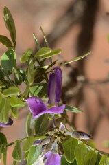 Mundulea sericea