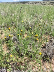 Picradeniopsis multiflora