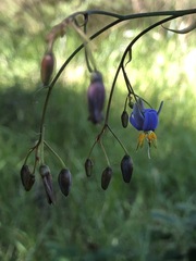 Dianella callicarpa