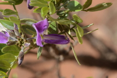 Mundulea sericea