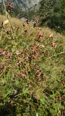 Thalictrum minus