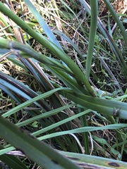 Dianella callicarpa