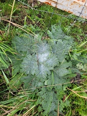 Salvia aethiopis