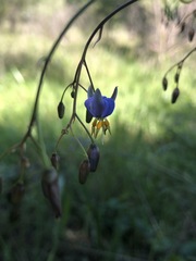 Dianella callicarpa
