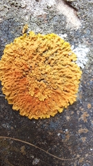 Xanthoria parietina