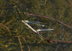 Pseudagrion aureofrons