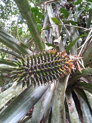 Aechmea castanea