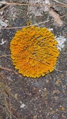Xanthoria parietina