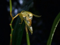 Coelogyne