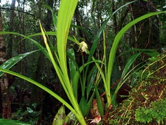 Coelogyne